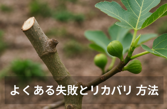 いちじく剪定リカバリー方法